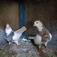 طوقی