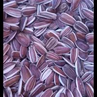 تخمه شیرازی دانه درشت فندقی