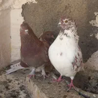 کبوتر گرفتنی|پرنده|قم, آزادگان|دیوار