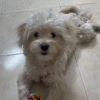 واگذاری سگ ۸ م|سگ|تهران, کرمان|دیوار