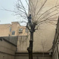 هرس درخت|خدمات باغبانی و درختکاری|تهران, پارک شهر|دیوار