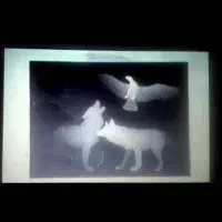 تنها تابلو فرش سه بعدی|تابلو فرش|تهران, پاسداران|دیوار