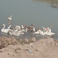 غاز