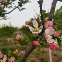 باغ ۲۴۶۰ متر هفتسنگان قابل تهاترباآپارتمان و تجاری|فروش زمین و ملک کلنگی|قزوین, |دیوار