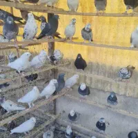 چند جفت کفتر بازیگوش