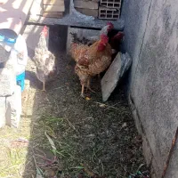 مرغ وخروس