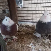 جفت کفتر طوقی|پرنده|زارچ, |دیوار