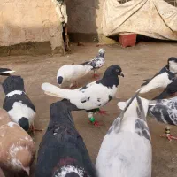 چپ ساده افغانی|پرنده|مشهد, رضاییه|دیوار