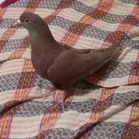 گلی دم سفید|پرنده|زرند, |دیوار