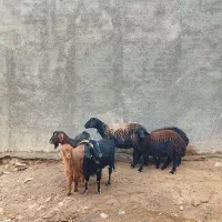 گوسفند و بز