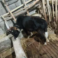 فروش ورزا|حیوانات مزرعه|لشت نشا, |دیوار