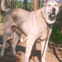 سگ سرابی دارای خط خونی مشخص