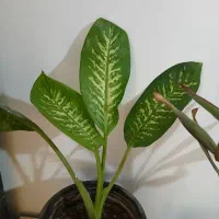 گلباران|گل و گیاه طبیعی|الشتر, |دیوار