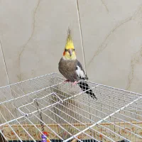 عروس هلندی نر
