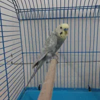 مرغ عشق یلو فیس رینبو و دبل فکتور|پرنده|قم, زند آباد|دیوار