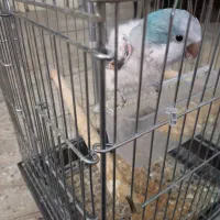 طوطی راهب. گرینچیک. ملنگو