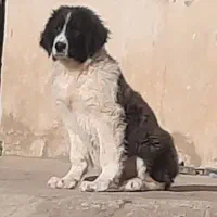 واگذاری سگ قدرجونی