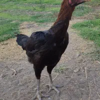 مرغ لاری افغان