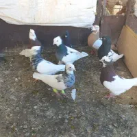 کبوتر پرنده|پرنده|قزوین, |دیوار