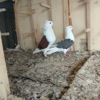 طوقی.دمسفید.پشت .سینه