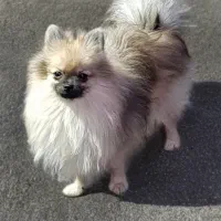 پامرانین ماده.پامر.سگ پاکوتاه.پامرخرسی.سگ آپارتمان