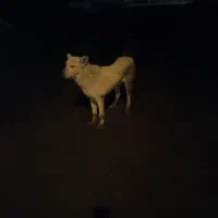 سگ سراب قدیم