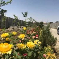 ۶۶۰ متر باغچه ۴ دیواری ، سهمیه اب ، رامجین|فروش زمین و ملک کلنگی|کرج, برغان|دیوار