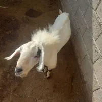 نری ۲سال