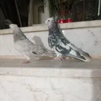 کفتر|پرنده|سبزوار, کهنه آب|دیوار