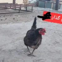 جوجه و مرغ و خروس|حیوانات مزرعه|ساوه, |دیوار