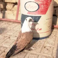 کربلایی مخمل کاکلی