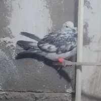یه عدد کفتر پرشی صید امروز