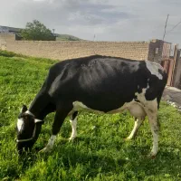 گاو وگوساله