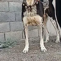 ماده پژدر ۳ساله