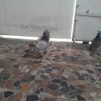 چهار کبوتر سه عدد پلاکی ویک شهری|پرنده|شیراز, دلجو|دیوار