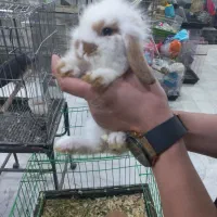 خرگوش چلوندنی و لوپ