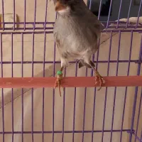 قناری نر و ماده