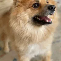 پامر اشپیتز