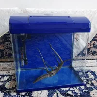 آکواریوم شرکتی|ماهی|سنندج, |دیوار