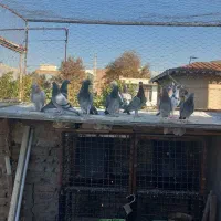 کبوتر|پرنده|گنبد کاووس, |دیوار