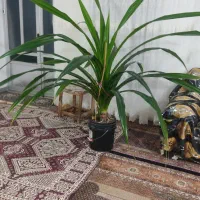 فروش سریع گل