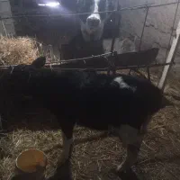 گاو و گوساله