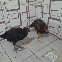 دو مرغ وخروس لاری