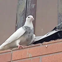 کفتر طوقی ماده الماسی