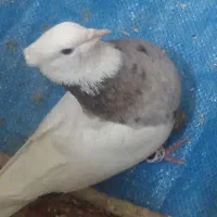 کفترماده طوق