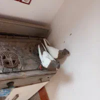 سینه فیلی یا فیلی کینح