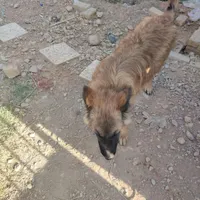 سگ ژرمن|سگ|مبارکه, |دیوار
