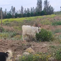 کهره بز گوسفند