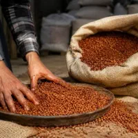 بذر مال گندم و جو دیم و آبی با قیمت مناسب
