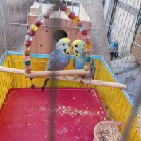 مرغ عشق رنگین کمانی ۷ تخم